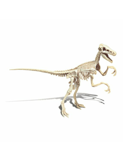 Archéo Ludic Vélociraptor